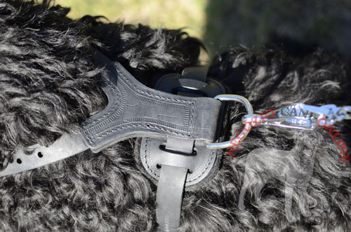 Comoda pettorina in pelle naturale indossata da Terrier Nero Russo