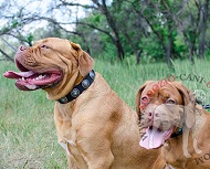 Eccelente collare con pietre turchesi per Dogue de Bordeaux