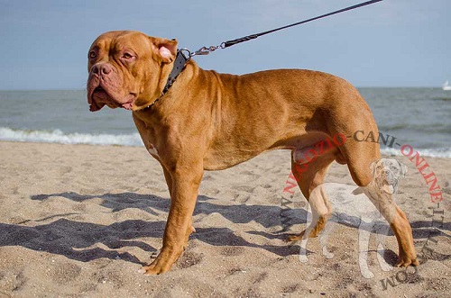 Collare in cuoio con borchie a punta in acciaio
per Dogue de Bordeaux