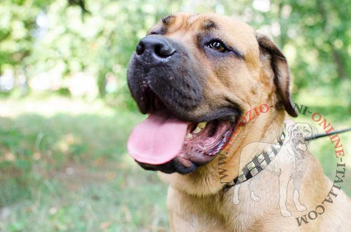 Cane Corso con spettacolare collare con
tre file di piramidi indosso