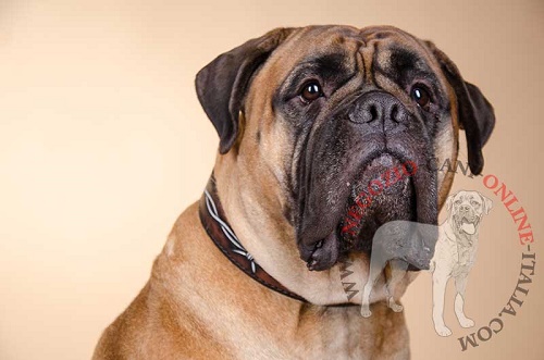 Collare con disegno di filo spinato per
Bullmastiff