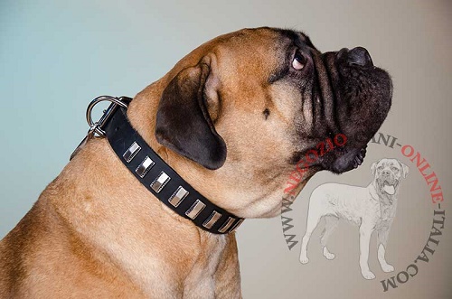 Bullmastiff con collare in cuoio con piastrine in
acciaio indosso