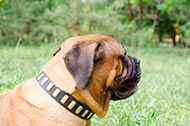 Collare in pelle "Lead a life of luxury" per Bullmastiff