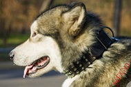 Collare in vera pelle "Top Paw Style" per Alaskan Malamute Collare in vera pelle "Top Paw Style" per Alaskan Malamute