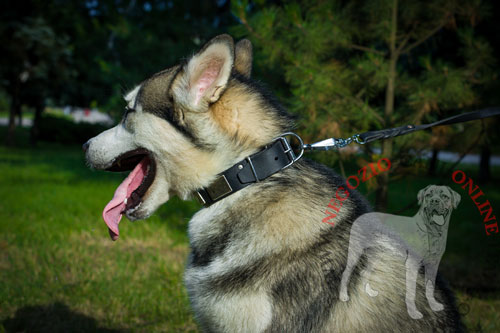 Collare in cuoio per passeggiate con Alaskan Malamute