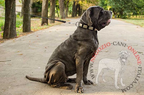 Elegante collare in nylon indossato da
Mastino Napoletano