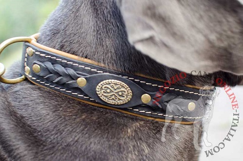 Comodo ed elegante collare in cuoio indossato da Mastino Napoletano