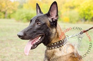 Collare in cuoio con decorazioni "Loving Heart" per Malinois