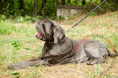 Collare in cuoio con placche rotonde indossato da Mastino Napoletano