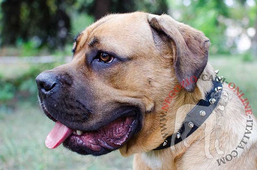 Collare in cuoio decorato con borchie a punta
indossato da Cane Corso