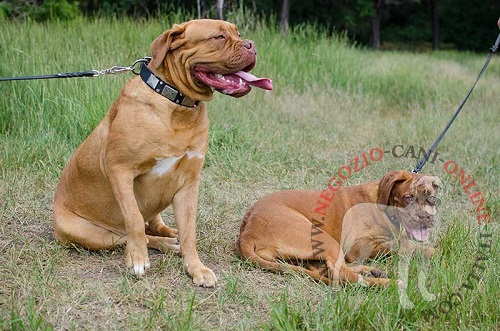 Collare con piastrine bianche e
borchie a piramidi idossato da Dogue de Bordeaux