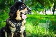 Pratica pettorina in pelle naturale "Power" per Mastiff