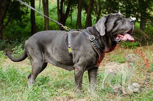 Straordinaria pettorina in cuoio decorata per Mastino Napoletano