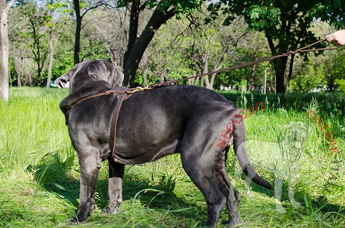 Stupenda pettorina in pelle naturale
per Mastino Napoletano