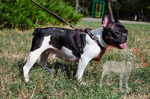 Elegante pettorina per passeggiate con Bulldog Francese