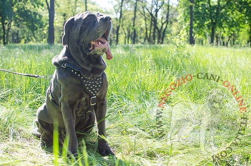 Mastino Napoletano con pettorina in cuoio decorata con
borchie a punta