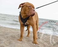 Pettorina in pelle con borchie a punta per Dogue de Bordeaux Pettorina in pelle con borchie a punta per Dogue de Bordeaux