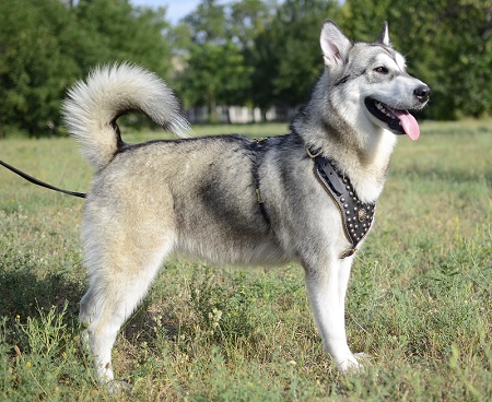 Pettorina in pelle naturale per Alaskan Malamute