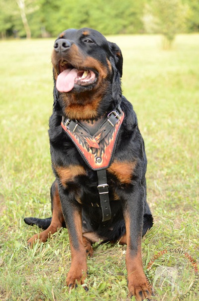 Comoda pettorina con decorazione per Rottweiler