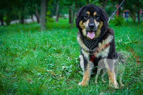 Straordinaria pettorina per Mastiff