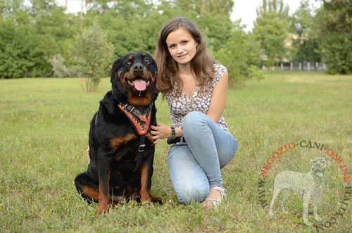 Pettorina
in cuoio naturale indossata da Rottweiler