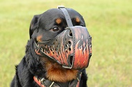 Esclusiva museruola con disegno di fiamma per Rottweiler