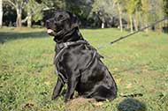 Pettorina dipinta a mano "Barbed Wire" per Labrador Retriever