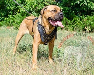 Pettorina in pelle con semisfere in ottone per Cane Corso