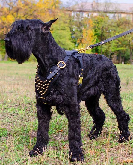 Pettorina con decorazione conferisce a Riesenschnauzer aspetto ancora più coraggioso