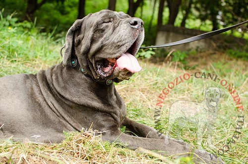 Comodo ed elegante collare decorato con pietre turchesi
indossato da Mastino Napoletano