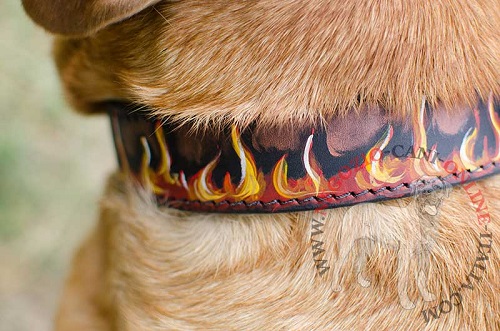 Esclusivo collare con disegno di fuoco
indossato da Dogue de Bordeaux