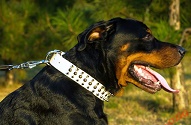 Collare bianco con borchie a punta e semisfere per Rottweiler