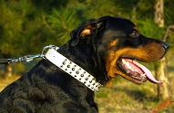 Collare bianco con borchie a punta e semisfere per Rottweiler