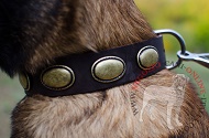 Collare in pelle con placche ovali "Ante Bellum" per Malinois Collare in pelle con placche ovali "Ante Bellum" per Malinois