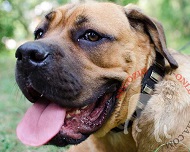 Collare in cuoio con piastrine verticali per Cane Corso