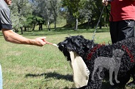 Straccetto da mordere in juta per Terrier Nero Russo