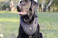 Pettorina in pelle con decorazioni "Armor-Lux" per Labrador
