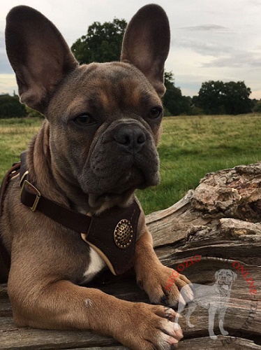 Elegante pettorina per passeggiate con Bulldog Francese