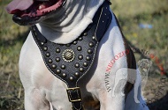 Pettorina in pelle "Armor-Lux" per Bulldog Americano Pettorina in pelle "Armor-Lux" per Bulldog Americano