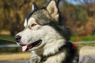 Collare in pelle "Unveiled Luxury" per Alaskan Malamute