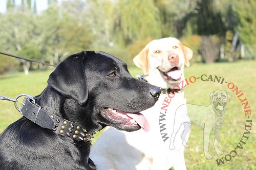 Il collare in cuoio decorato indossato da Labrador Retriever