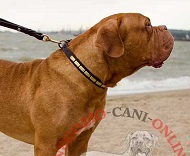 Collare in pelle di tanto stile per Dogue de Bordeaux