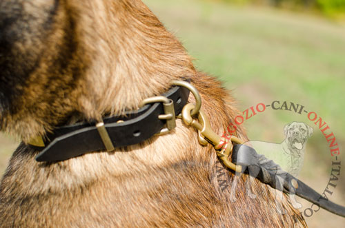 Comodo ed affidabile collare con decorazioni
indossato da Malinois