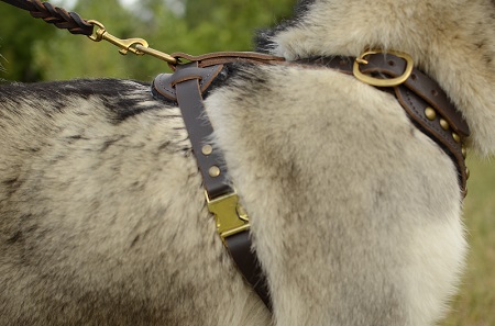 Comoda pettorina in pelle per Alaskan Malamute