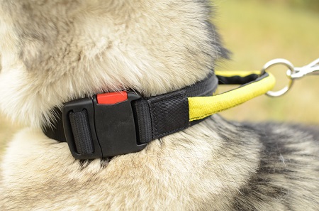 Malamute con collare dotato di maniglia
indosso