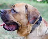 Collare in cuoio foderato largo 25 mm per Cane Corso Collare in cuoio foderato largo 25 mm per Cane Corso
