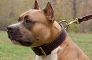 Durevole collare in cuoio doppio "Double-layer" per Amstaff