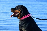 Collare rosa in pelle con decorazioni per Rottweiler