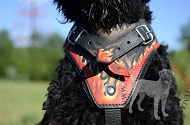 Pettorina in cuoio dipinta "Fuoco" per Terrier Nero Russo