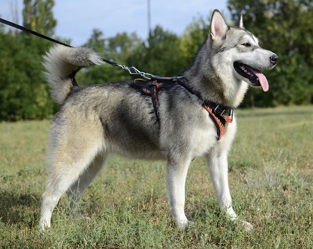 Pettorina
in cuoio dipinta a mano per Malamute